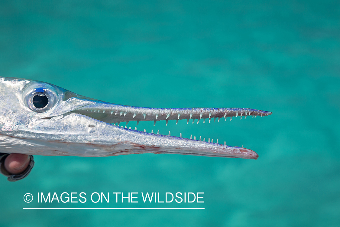 Closeup of needlefish.