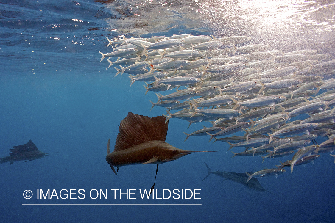 Atlantic sailfish hunting bait fish in open ocean.