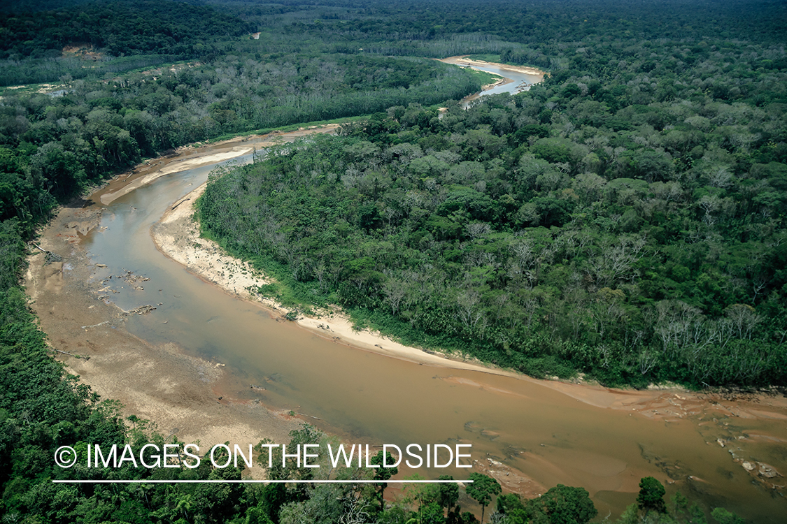 Flyfishing for Golden Dorado in Bolivia. (Secure River)