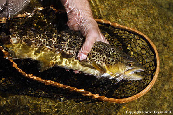 Brown Trout in habitat