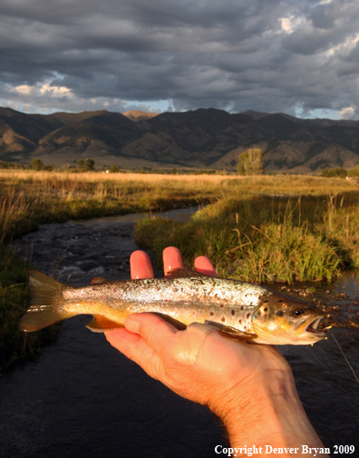 Flyfisherman with brown trout