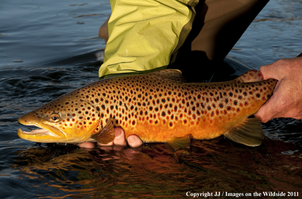 Brown trout. 