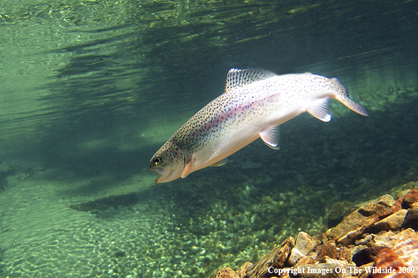 Rainbow Trout