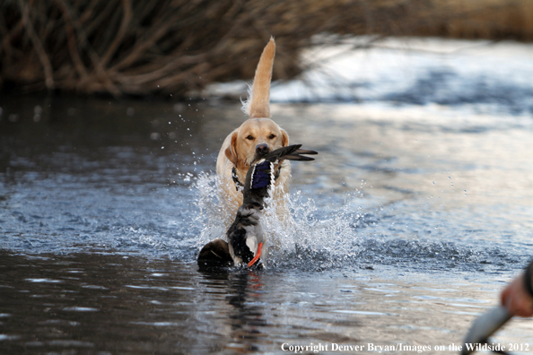 Yellow Labrador Retriever fetching mallard. 