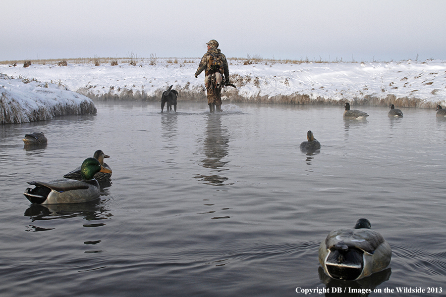 Waterfowl hunter and dog with decoys.