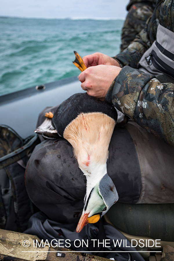 King Eider and Long-tailed duck hunting in Alaska, downed King Eider duck.