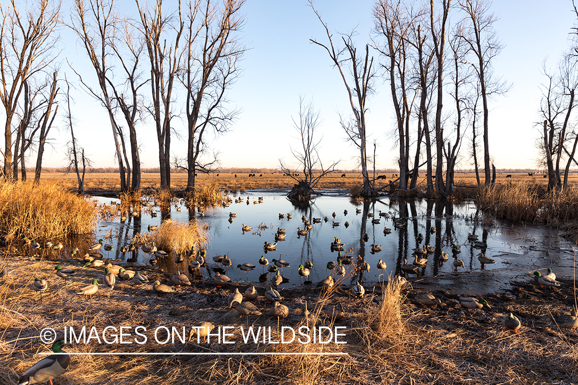 Waterfowl hunting