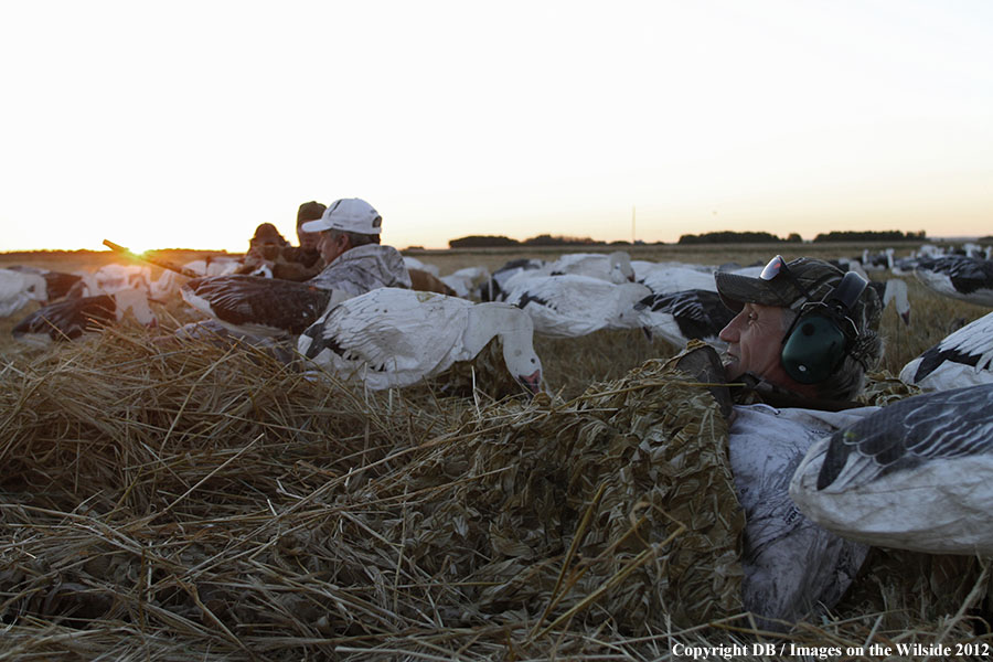 Snow goose hunters in field with decoys.