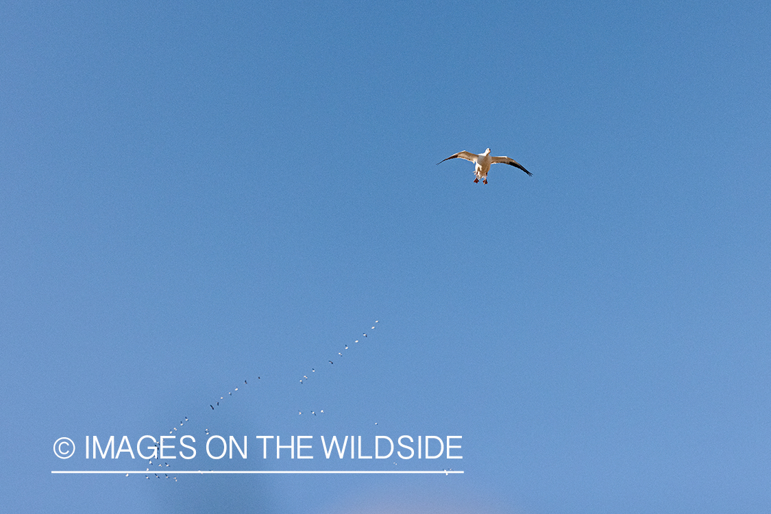 Snow goose in flight.