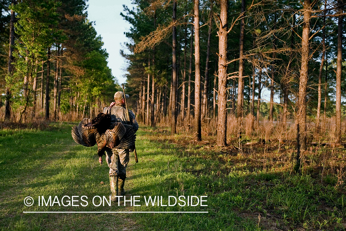 Turkey hunter in field with bagged bird