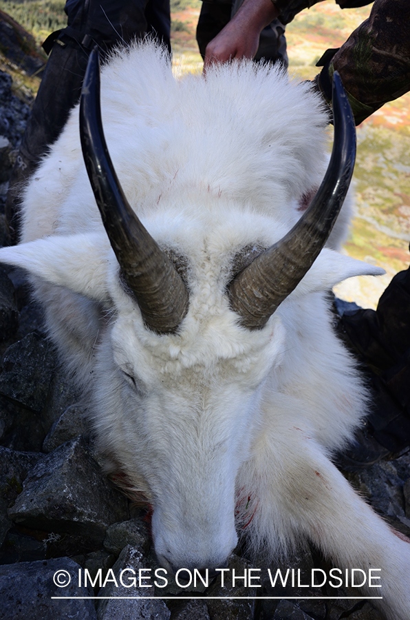 Stone sheep and Mountain goat hunting.