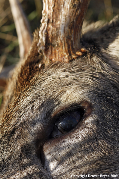 Hunter-Killed whitetail buck.