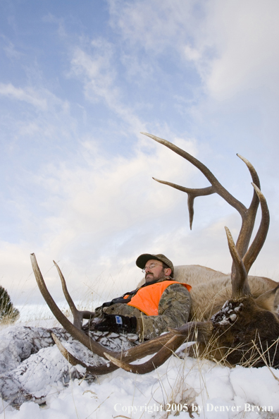 Elk hunter resting on downed elk.