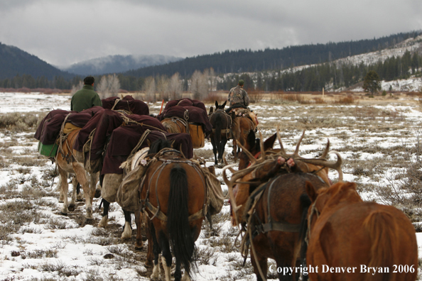 Elk hunters with bagged elk in horse packstring.  