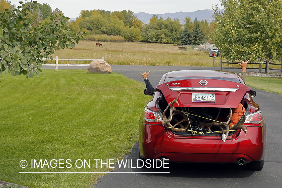 Hunters with bagged bull elk loaded in car.