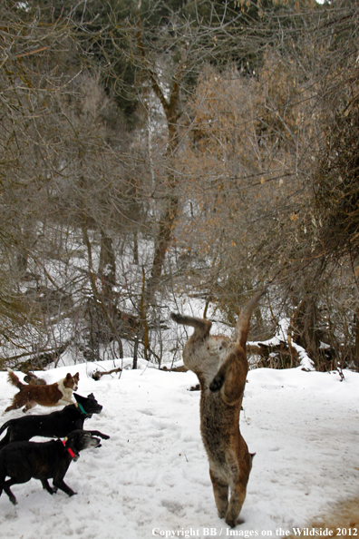 Mountain lion jumping from tree with dogs in pursuit. 