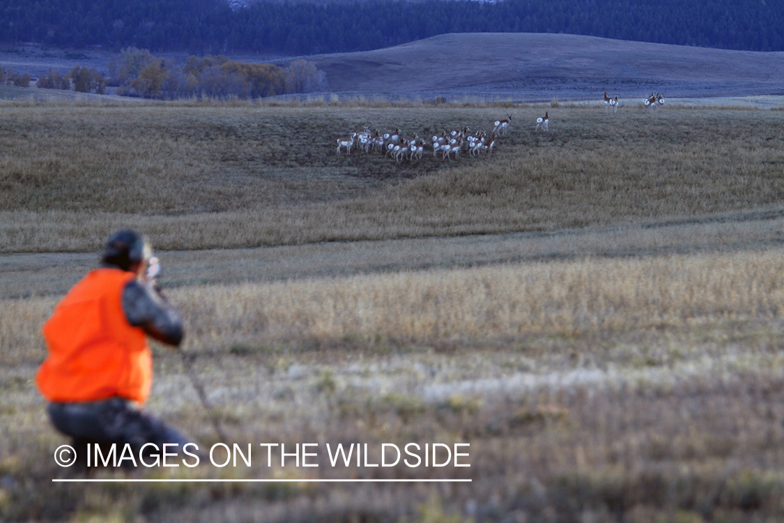 Pronghorn Antelope hunter shooting fleeing antelope in field.