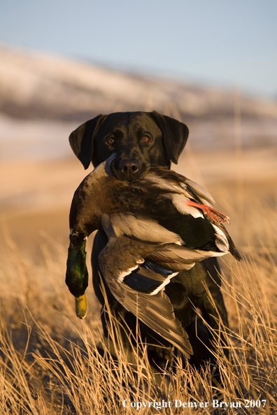 Black Labrador with retrieved Mallard