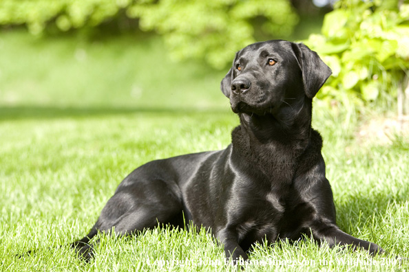 Black Labrador Retriever