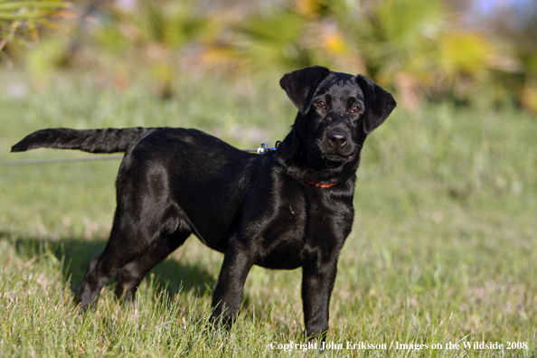 Black Labrador Retriever in field