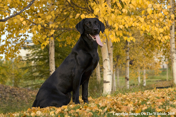 Black Labrador Retriever