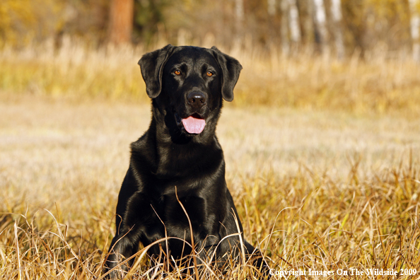 Black Labrador Retriever