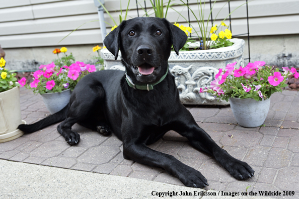 Black Labrador Retriever 