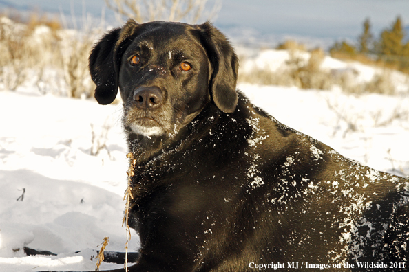 Black Labrador Retriever in winter. 