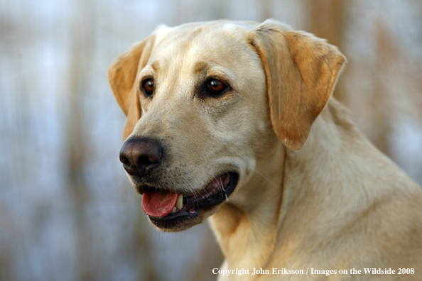 Yellow Labrador Retriever in field