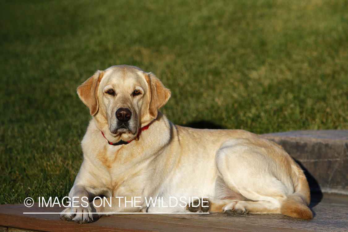 Yellow Labrador Retriever sitting on deck.