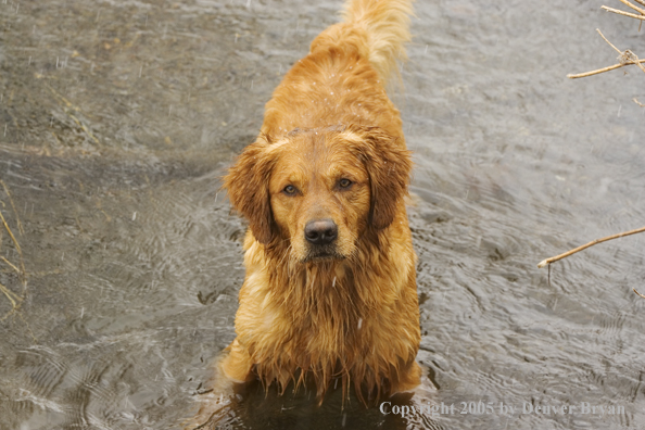 Golden Retriever in stream.