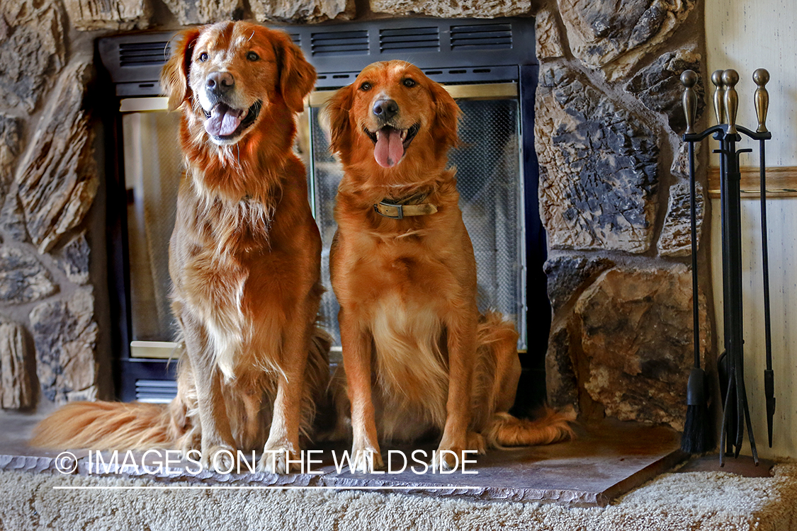 Golden Retrievers sitting in front of fireplace.