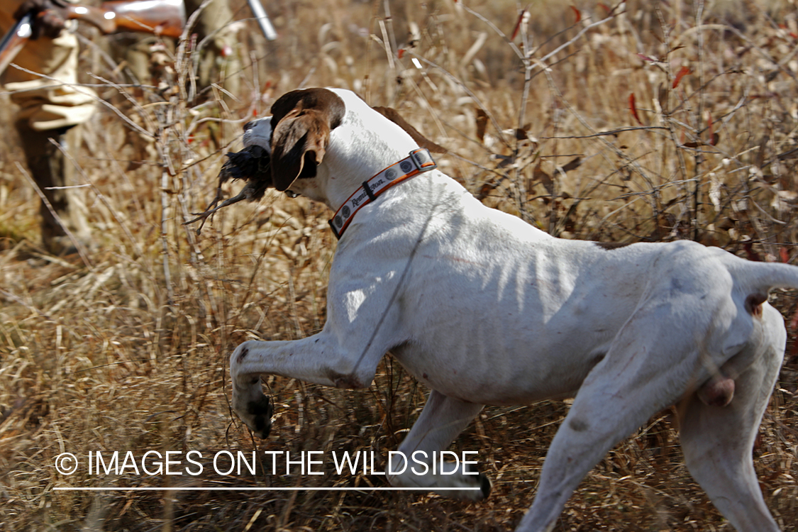 English pointer retrieving bagged bobwhite quail.