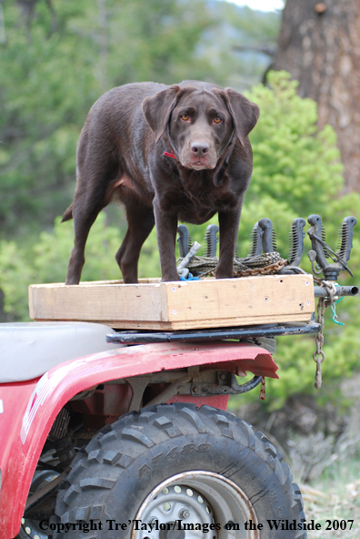 Chocolate Labrador Retriever on back of ATV