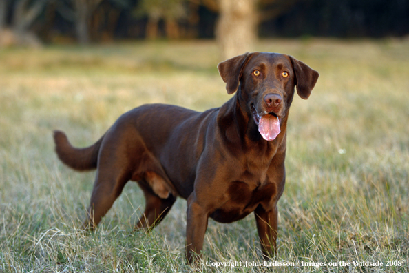 Chocolate Labrador Retriever in field