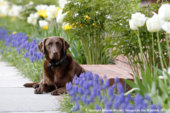 Chocolate Labrador Retriever