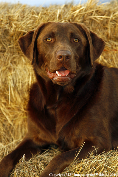 Chocolate Labrador Retriever