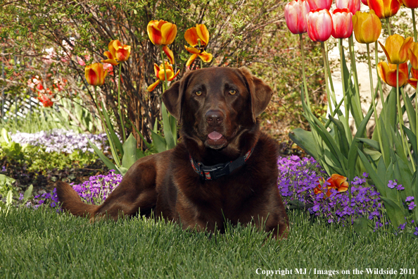 Chocolate Labrador Retriever.