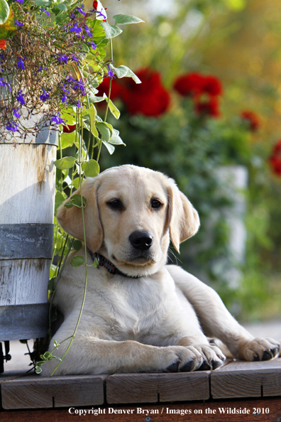 Yellow Labrador Retriever Puppy