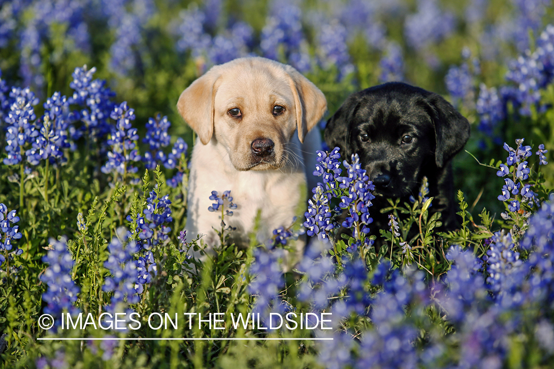 Yellow and black labrador retriever puppies in field of wildflowers.