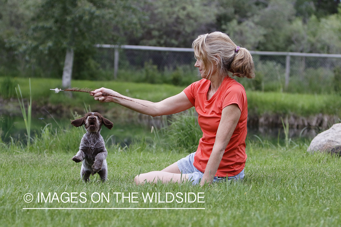 Puppy and owner playing.