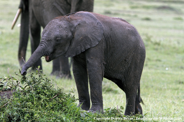 African Elephant (calf)