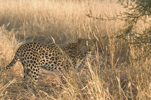 Leopard in habitat. Africa