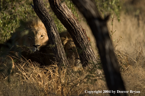 Male African lions in habitat. Africa