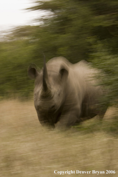 Black rhino in Africa.