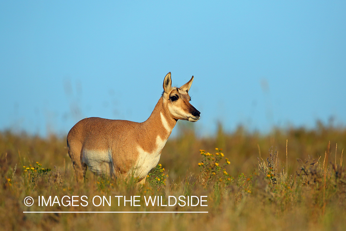 Pronghorn Antelope doe in habitat.