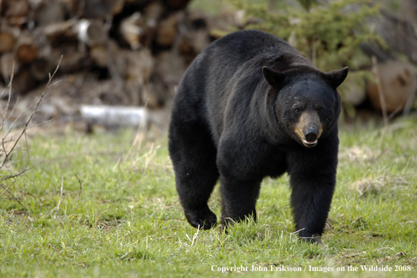 Black Bear in habitat