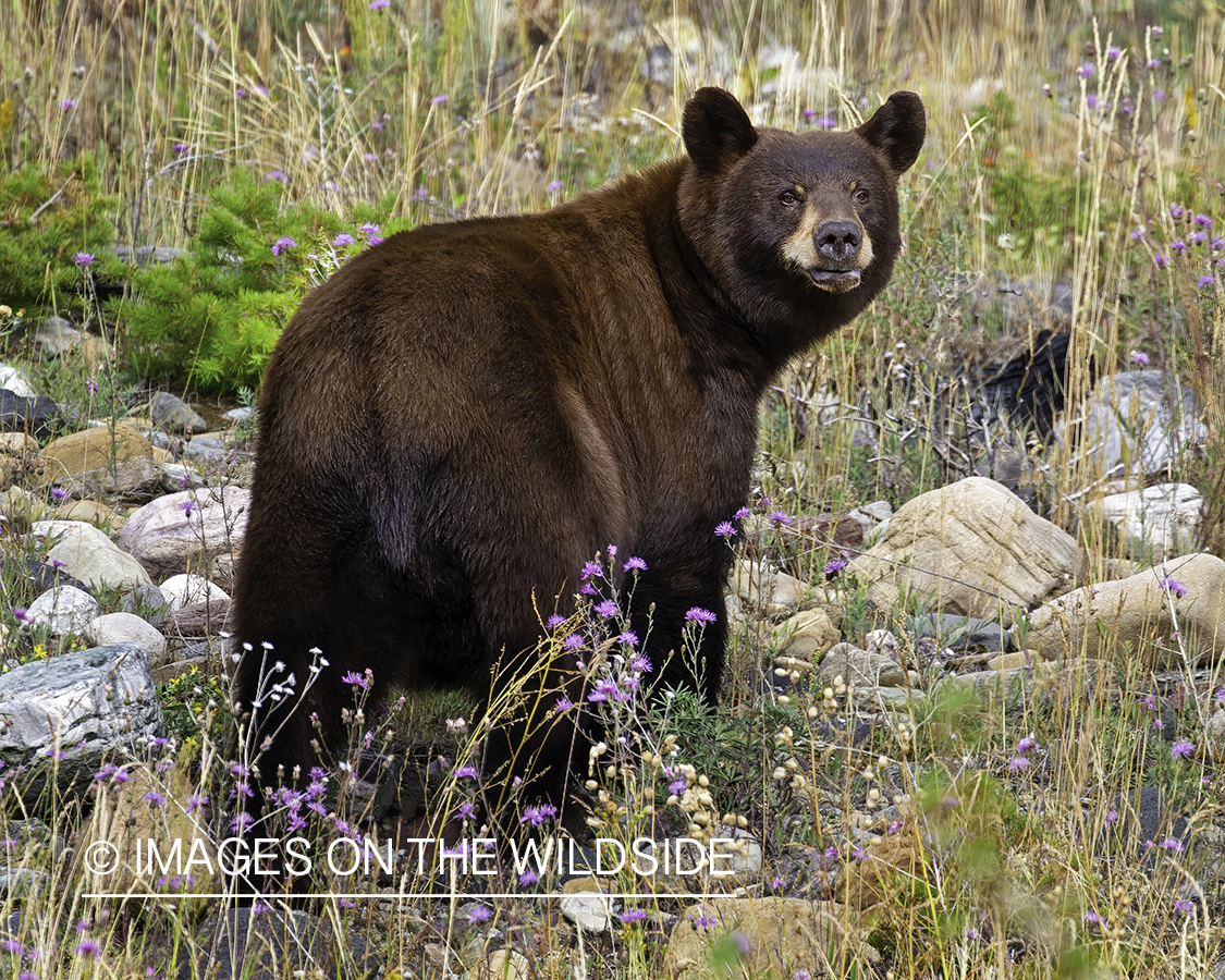 Black Bear in habitat.