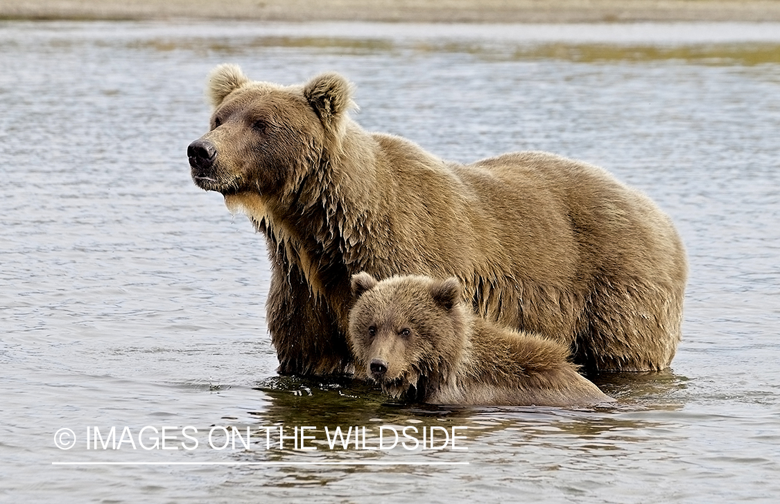 Brown Bear with cubs in habitat.