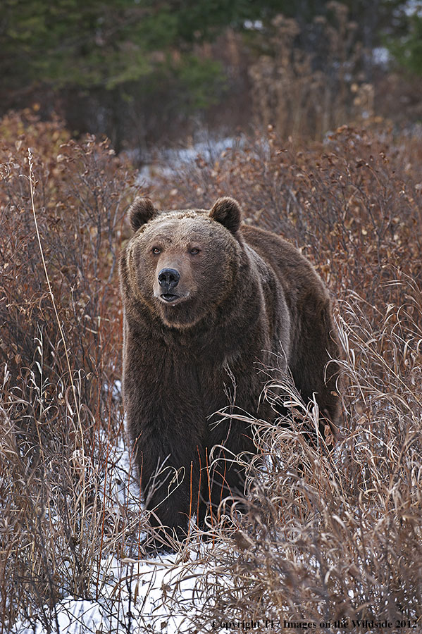 Grizzly Bear in habitat.